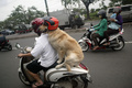 犬とスクーターで移動する男性。インドネシアで（撮影日不明、資料写真）。(c)JUNI KRISWANTO / AFP