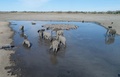 ボツワナ・マウン郊外の泥地で水を飲むゾウ（2019年9月28日撮影）。(c)MONIRUL BHUIYAN / AFP