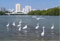 海南省三亜市市街地を流れる三亜川に舞い降りたシラサギ（撮影日不明、資料写真）。(c)People’s Daily/葉竜斌