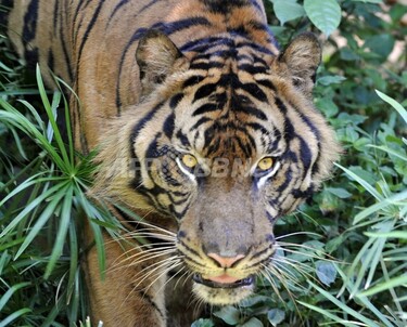 トラから逃れて木の上に、救出待ち4日 インドネシア 写真1枚 国際