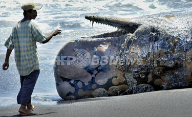 全長7メートルのマッコウクジラ、浜に打ち上げられる - インドネシア