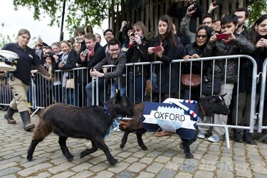 ゼッケンを付けたヤギが走る！毎年恒例「ゴートレース」 写真1枚 国際