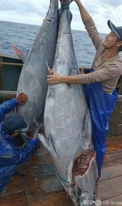 中国浙江省の漁師「巨大マグロ」2尾を捕獲 写真1枚 国際ニュース