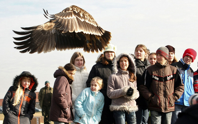 毒盛られたワシ、元気になって大自然に帰る、ハンガリー