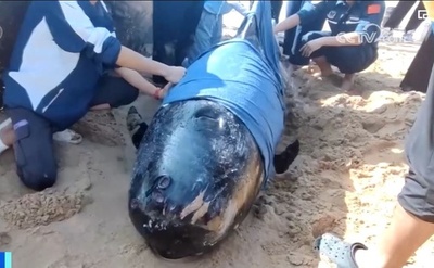 中国海南島で座礁の大型クジラ救助 イカ20キロを食べるまでに回復