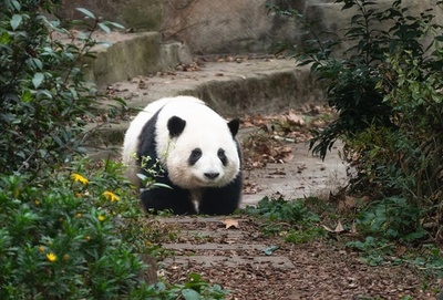 パンダのファーファーが成都文旅名誉局長に就任 中国四川省