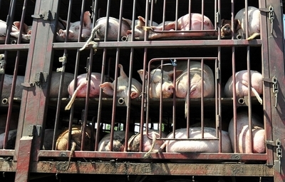 食の安全にはほど遠く…汚染食品が続々発覚、中国