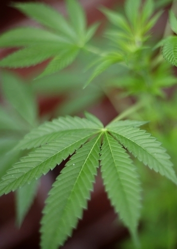 大麻入りコンドーム60個飲んだら破裂、密輸男が死亡