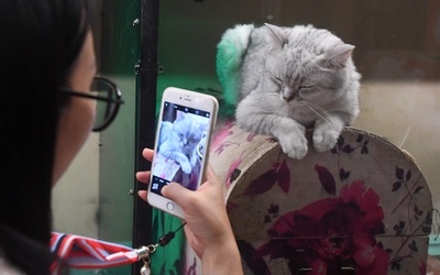 アモイの「猫街」へいらっしゃい