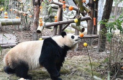 成都のパンダ基地で新春のイベント フルーツが盛りだくさん