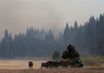 米カリフォルニアの山火事、貯水池に灰
