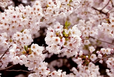 気象庁、桜の開花予想を終了