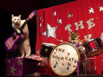 芸をするのは気が向いたときだけ？シカゴで話題のネコのサーカス団