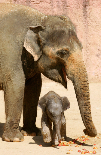 母は強し、動物園のゾウが自力で出産