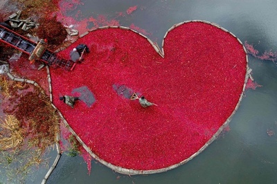 水に浮かぶ真っ赤なハート、クランベリーの収穫 ベラルーシ