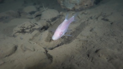動画:中国の研究者、長江上流で新種の魚「貴陽金線䰾」発見