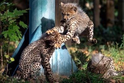 生後7週間のチーターのきょうだい、すくすくと成長中 ウィーン