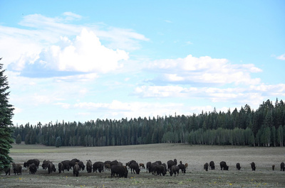 米国立公園でバイソン殺処分計画、ボランティアに4万5000人応募