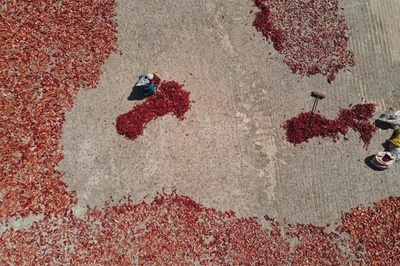 【今日の1枚】屋上をキャンバスに、唐辛子を天日干し シリア