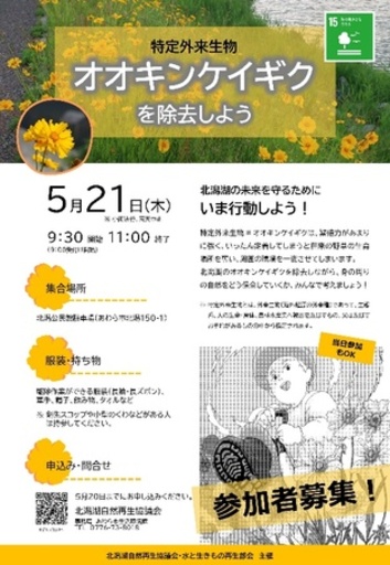 根絶目前／北潟湖で市民と学生が挑む「オオキンケイギク除去イベント」開催