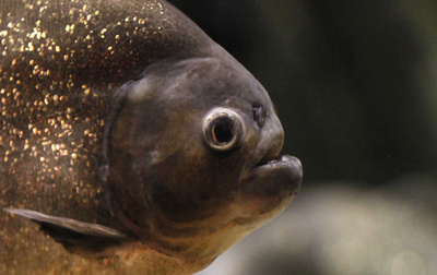 ピラニア、Ｔレックスもしのぐ「かみつき力」