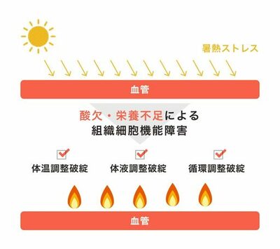 【東洋大学NewsLetter】ハッサク成分「オーラプテン」で熱中症対策　東洋大学が世界初の発見！　～水分・塩分の補給だけでは防げない？！「熱中症対策に“血管を守る”」新常識～