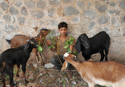 イスラム教の犠牲祭を控えたインド、いけにえの販売もピーク