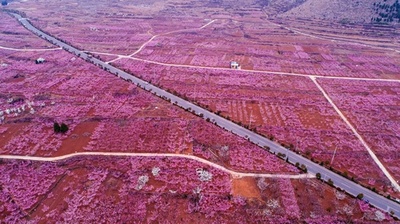 見渡す限りのピンク、桃とアンズの花が満開に 山東・棗荘