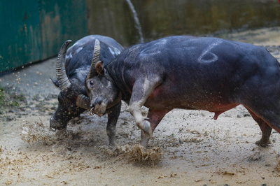 トン族村落の闘牛大会に観客は大興奮　貴州省