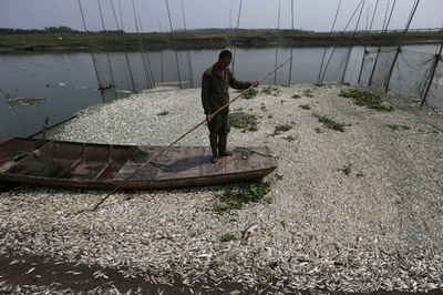 ブタの死骸が再び川に 中国 写真4枚 国際ニュース Afpbb News