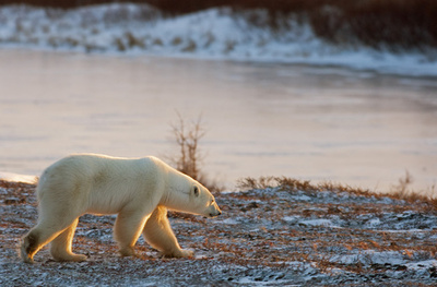 海氷融解でホッキョクグマの獲物確保が困難に、カナダ環境省諮問機関