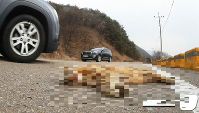 韓国・5年で6倍に急増した野生動物の“ロードキル”…2024年9万件超、「生態通路の拡充を」対策求める声