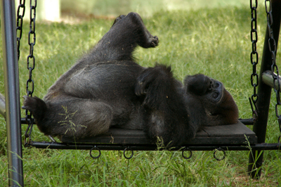 インドで1頭だけのニシローランドゴリラ「ポロ」、シングルライフを満喫!?