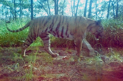 カンボジアのトラが「絶滅」、政府は再導入計画に着手