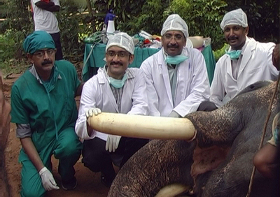 ゾウの牙に虫歯、インド歯科医が大治療