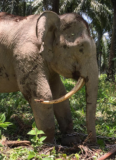 サーベルタイガーのような牙のゾウ、マレーシアで見つかる