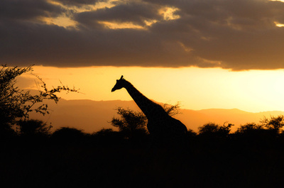 ケニアの呪術師、死者蘇生に失敗 村人ら激怒