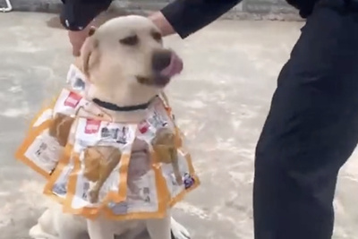 2歳の麻薬探知犬、12キロの覚醒剤を発見