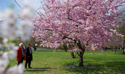 ドイツに春の訪れ、ポツダムでは桜が満開に