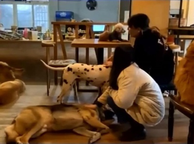 ペットと触れ合いストレス解消、中国都市部の若い女性が「ペット経済」けん引