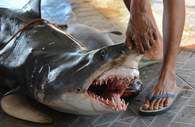 船上に2mのサメ乱入、漁師ら仰天 UAE