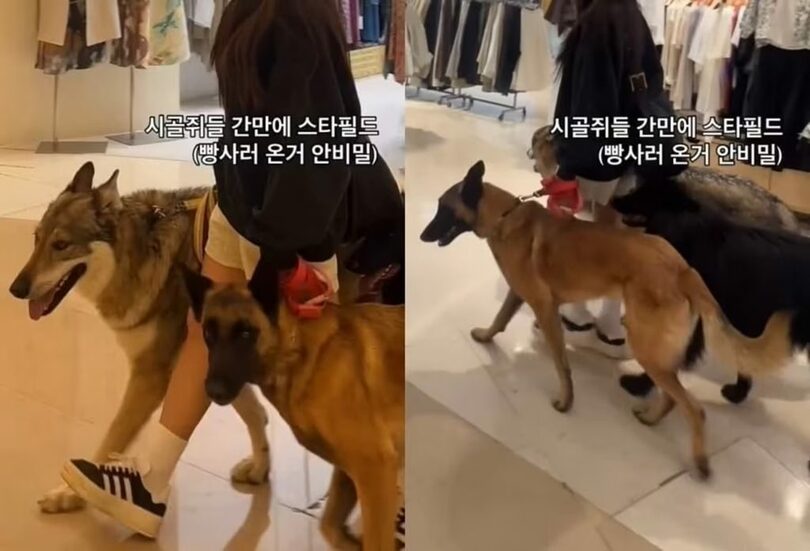 SNSに投稿された映像のキャプチャ(c)news1