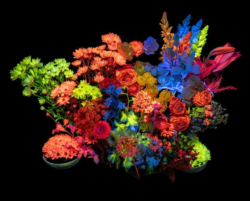 DIC、暗闇で花が色彩豊かに輝く 生花発光システム「RADilys™」を新開発