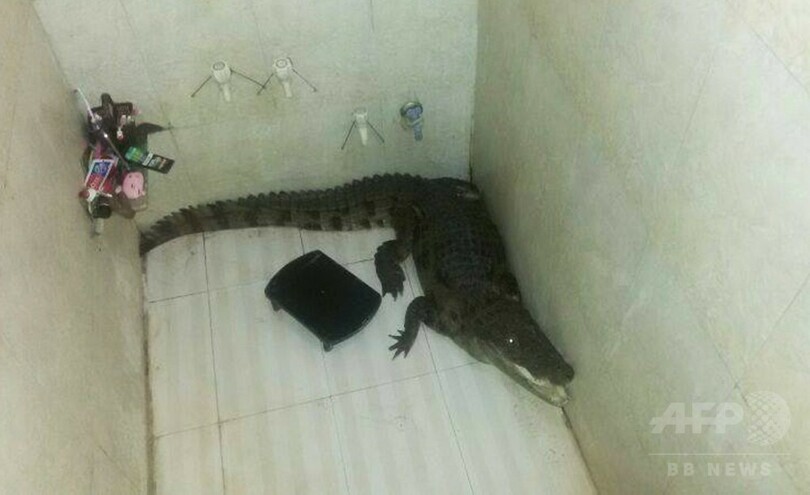 民家に忍び込んだワニ、浴室で見つかる インド
