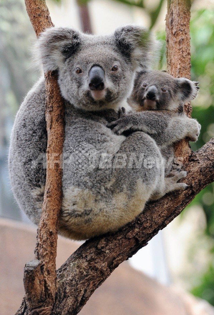 オーストラリア政府 一部地域のコアラを絶滅危惧種に指定へ 写真1枚 国際ニュース Afpbb News