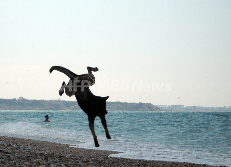 海だ！波打ちぎわでジャンプ、ウクライナ