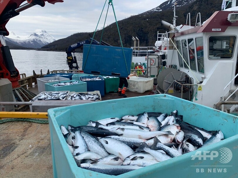 ノルウェーで養殖サケが1万トンも大量死 藻類の開花が原因 写真3枚 国際ニュース Afpbb News