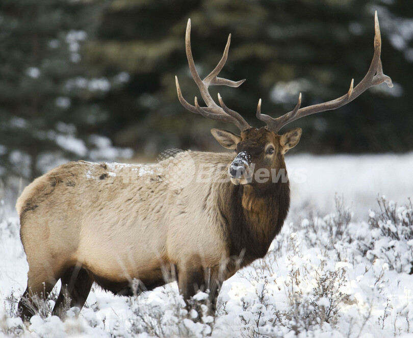 バンフで出会った動物たち
