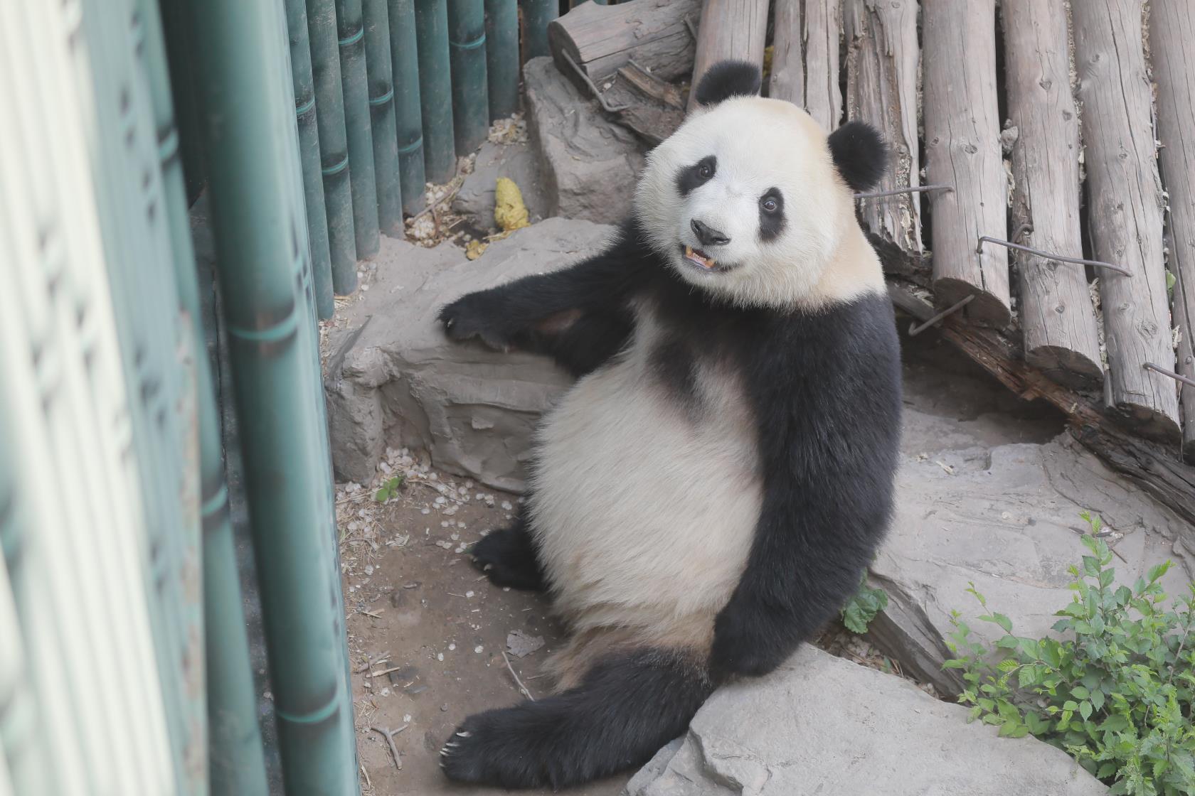 北京動物園のパンダ 福星 の脱毛に注目集まる 写真4枚 国際ニュース Afpbb News