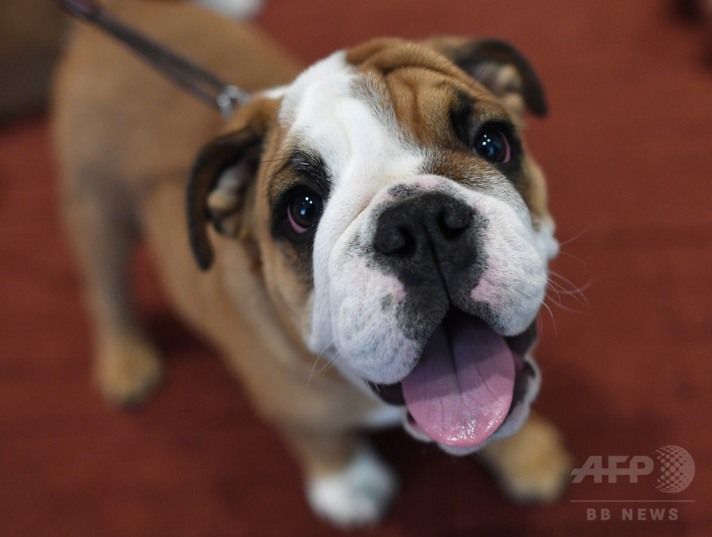 子犬のような目 で飼い主を操作 研究 写真1枚 国際ニュース Afpbb News